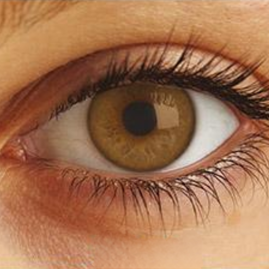 Optima Uso Anual Lentes de Contato