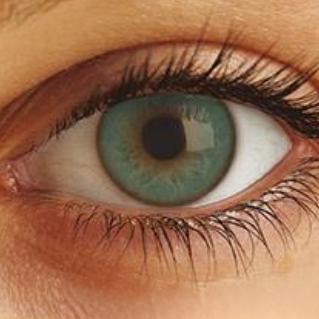 Optima Uso Anual Lentes de Contato